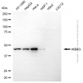 KD-Validated IKBKG Mouse mAb (20 μl)