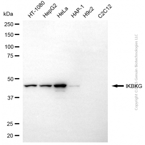 KD-Validated IKBKG Mouse mAb (20 μl)