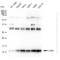 KD-Validated UFM1 Rabbit mAb (20 μl)