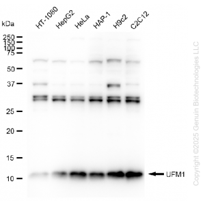 KD-Validated UFM1 Rabbit mAb (20 μl)