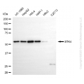 KD-Validated STK4 Rabbit mAb (20 μl)