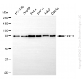 KD-Validated CXXC1 Rabbit mAb (20 μl)