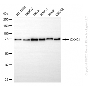 KD-Validated CXXC1 Rabbit mAb (20 μl)