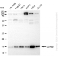 KD-Validated COX5B Rabbit mAb (20 μl)