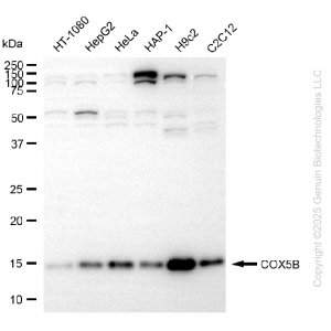 KD-Validated COX5B Rabbit mAb (20 μl)