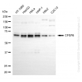 KD-Validated CPSF6 Rabbit mAb (20 μl)