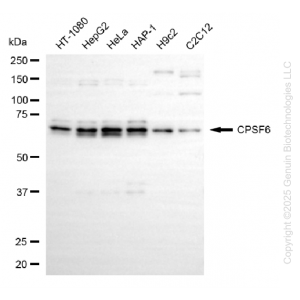 KD-Validated CPSF6 Rabbit mAb (20 μl)