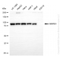 KD-Validated MARS1 Rabbit mAb (20 μl)