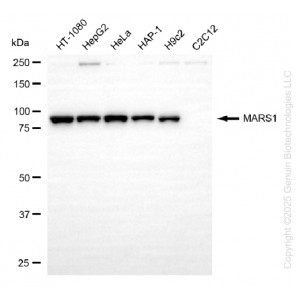 KD-Validated MARS1 Rabbit mAb (20 μl)