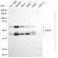 KD-Validated PAIP1 Rabbit mAb (20 μl)