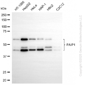 KD-Validated PAIP1 Rabbit mAb (20 μl)
