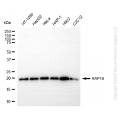 KD-Validated RAP1B Rabbit mAb (20 μl)