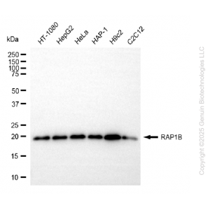 KD-Validated RAP1B Rabbit mAb (20 μl)