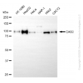 KD-Validated DAB2 Rabbit mAb (20 μl)
