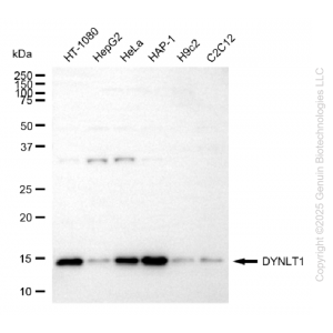 KD-Validated DYNLT1 Rabbit mAb (20 μl)