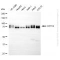 KD-Validated CRTC2 Rabbit mAb (20 μl)