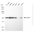 KD-Validated NAMPT Rabbit mAb (20 μl)