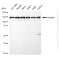 KD-Validated PIK3R4 Rabbit mAb (20 μl)
