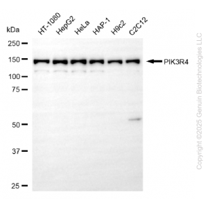 KD-Validated PIK3R4 Rabbit mAb (20 μl)