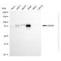 KD-Validated BCAM Rabbit mAb (20 μl)