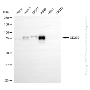 KD-Validated BCAM Rabbit mAb (20 μl)