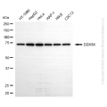KD-Validated DDX3X Mouse mAb (20 μl)