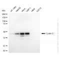 KD-Validated CCNE1 Rabbit mAb (20 μl)