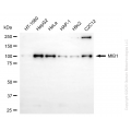 KD-Validated MIB1 Rabbit mAb (20 μl)