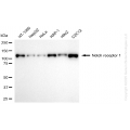 KD-Validated NOTCH1 Rabbit mAb (20 μl)