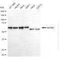 KD-Validated HEXIM1 Mouse mAb (20 μl)