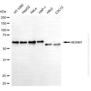 KD-Validated HEXIM1 Mouse mAb (20 μl)