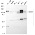 KD-Validated NEDD9 Mouse mAb (20 μl)