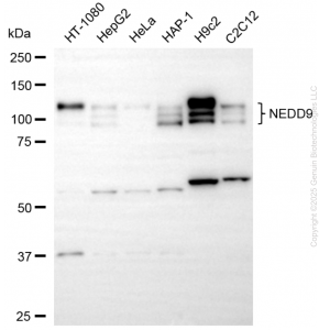 KD-Validated NEDD9 Mouse mAb (20 μl)