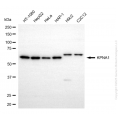 KD-Validated KPNA1 Mouse mAb (20 μl)