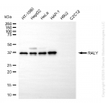 KD-Validated RALY Mouse Oligoclonal Antibody (20 μl)
