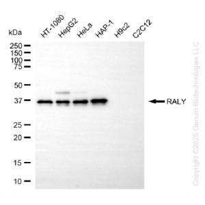 KD-Validated RALY Mouse Oligoclonal Antibody (20 μl)