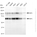 KD-Validated SP3 Mouse mAb (20 μl)