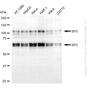 KD-Validated SP3 Mouse mAb (20 μl)