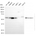 KD-Validated ZC3HC1 Mouse Oligoclonal Antibody (20 μl)