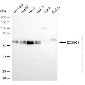 KD-Validated ZC3HC1 Mouse Oligoclonal Antibody (20 μl)