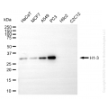 KD-Validated H1-3 Rabbit mAb (20 μl)