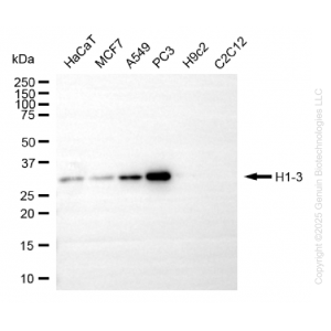 KD-Validated H1-3 Rabbit mAb (20 μl)
