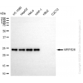 KD-Validated MRPS26 Rabbit mAb (20 μl)