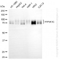 KD-Validated PIP5K1C Rabbit mAb (20 μl)