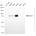KD-Validated BCAM Rabbit mAb (20 μl)