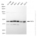 KD-Validated FNTA Rabbit mAb (20 μl)