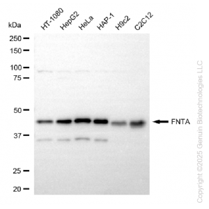 KD-Validated FNTA Rabbit mAb (20 μl)