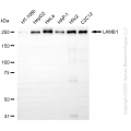 KD-Validated LAMB1 Rabbit mAb (20 μl)