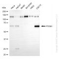 KD-Validated PTGS1 Rabbit mAb (20 μl)