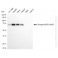 KD-Validated Phospho-KIF22 (S427) Rabbit mAb (20 μl)